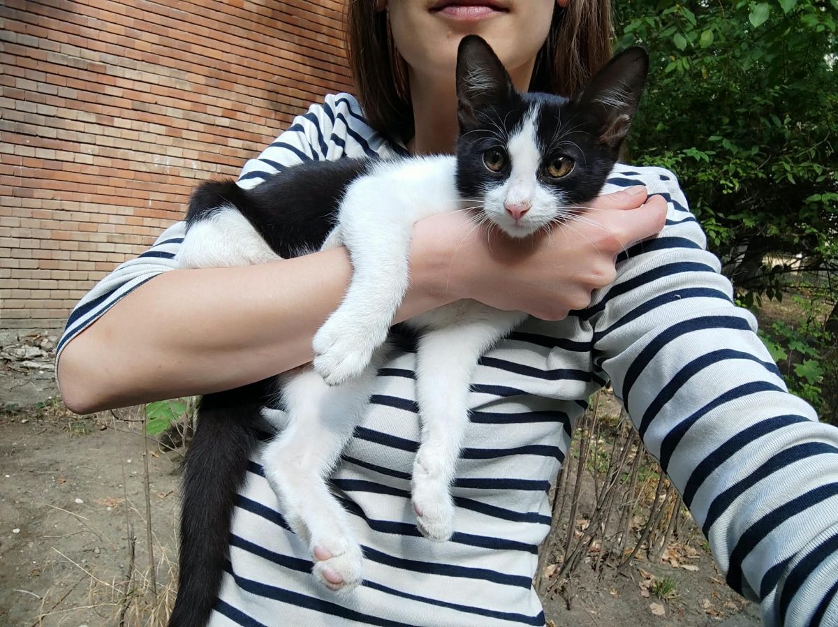 Pisoias dragalas pentru adoptie