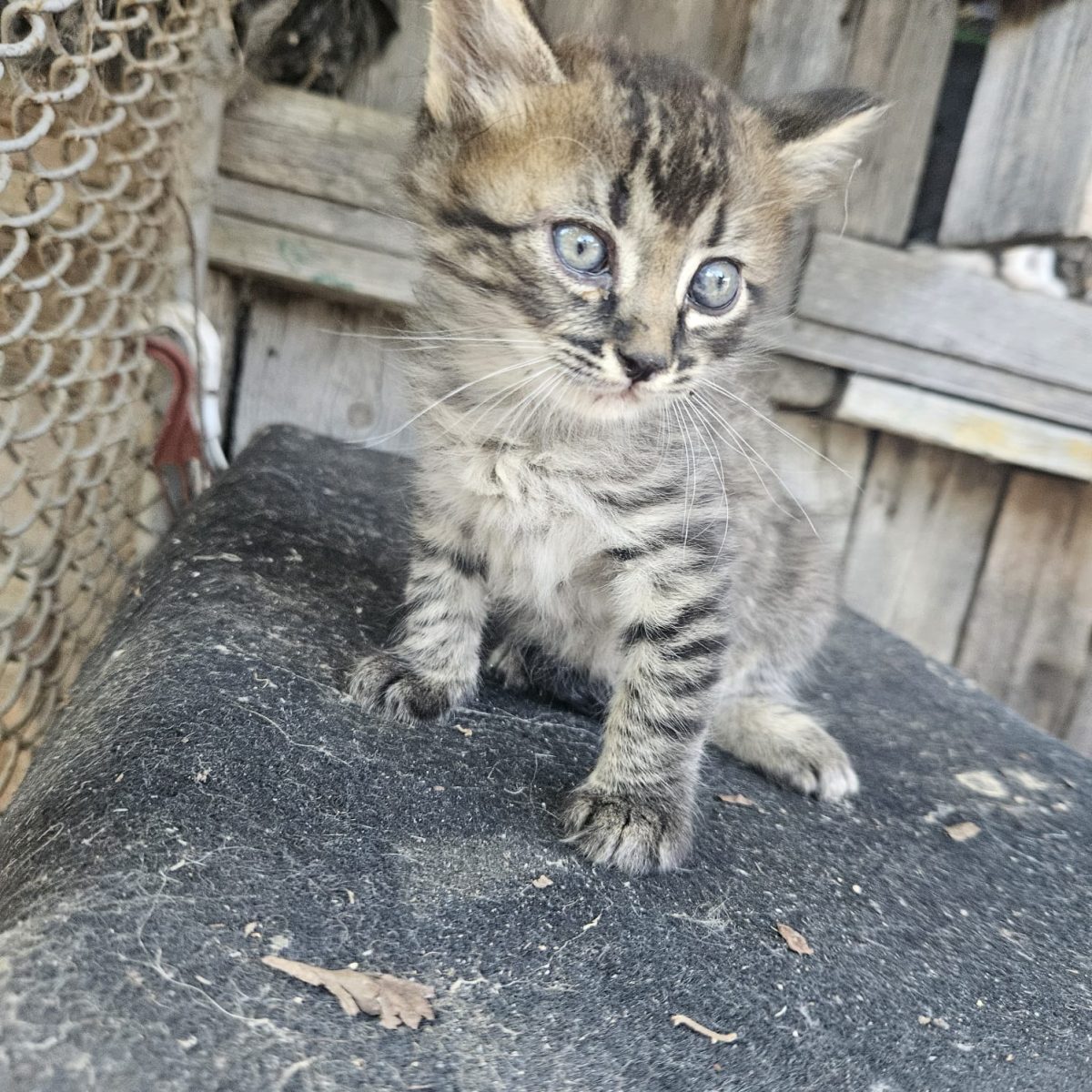Adopta-ma si grijile vor disparea!