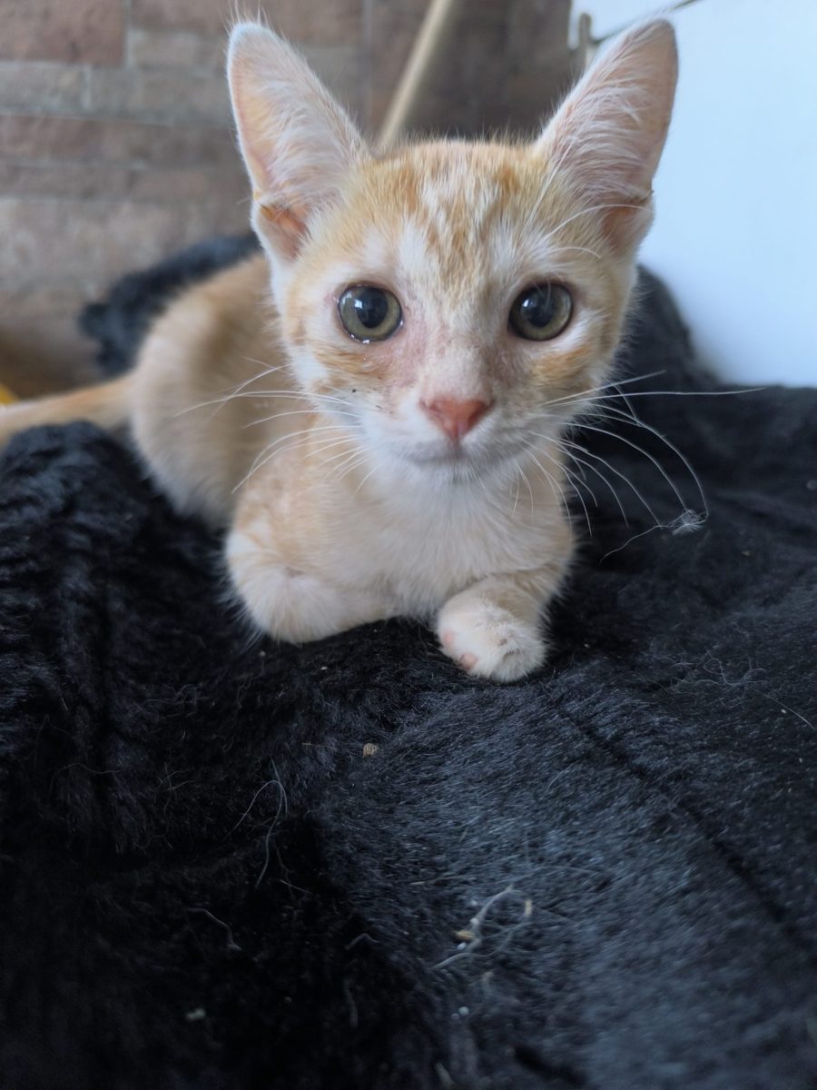 Motanel roscat pentru adoptie