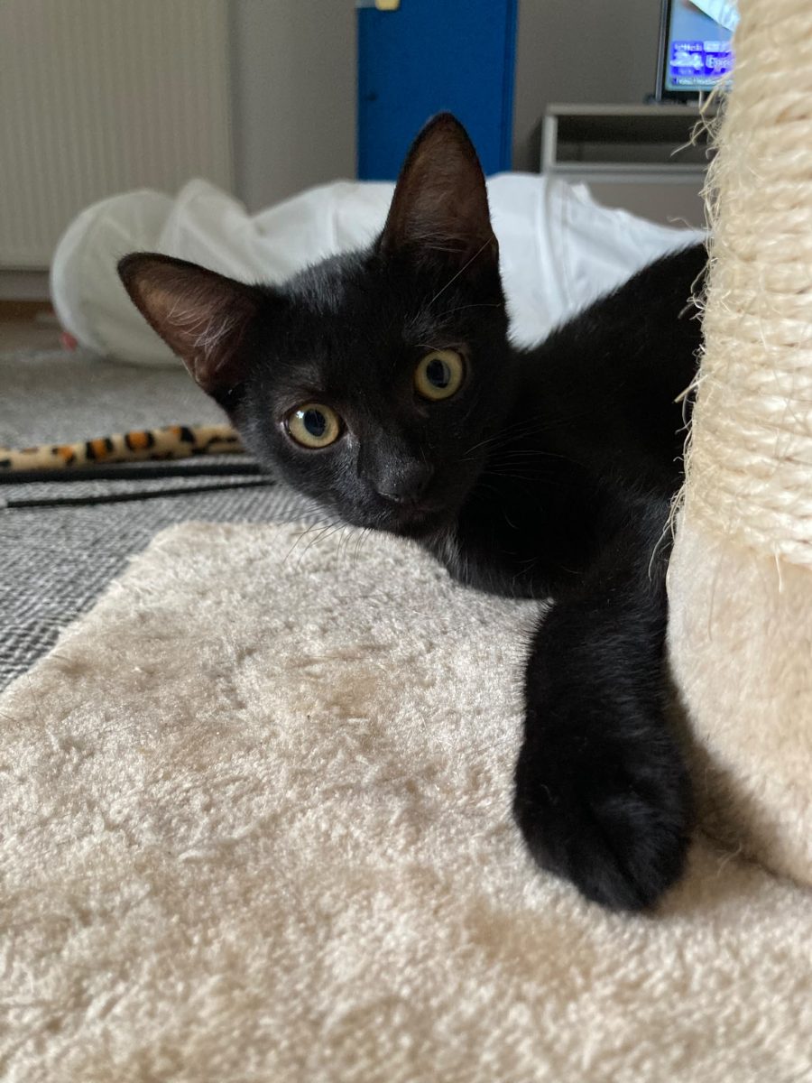 Süsü