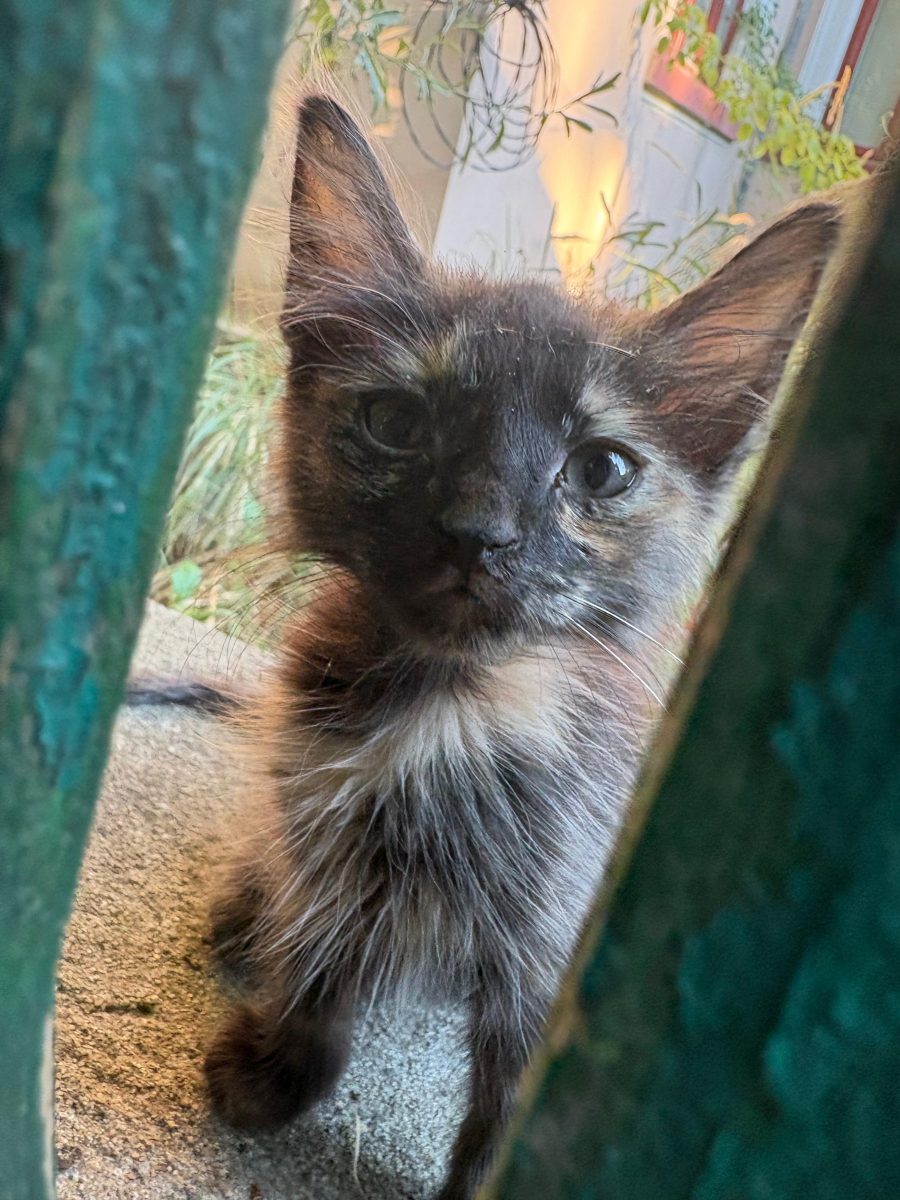 🚨 URGENT – 4 PUIUȚI DE PISICĂ ABANDONAȚI AU NEVOIE DE AJUTOR!