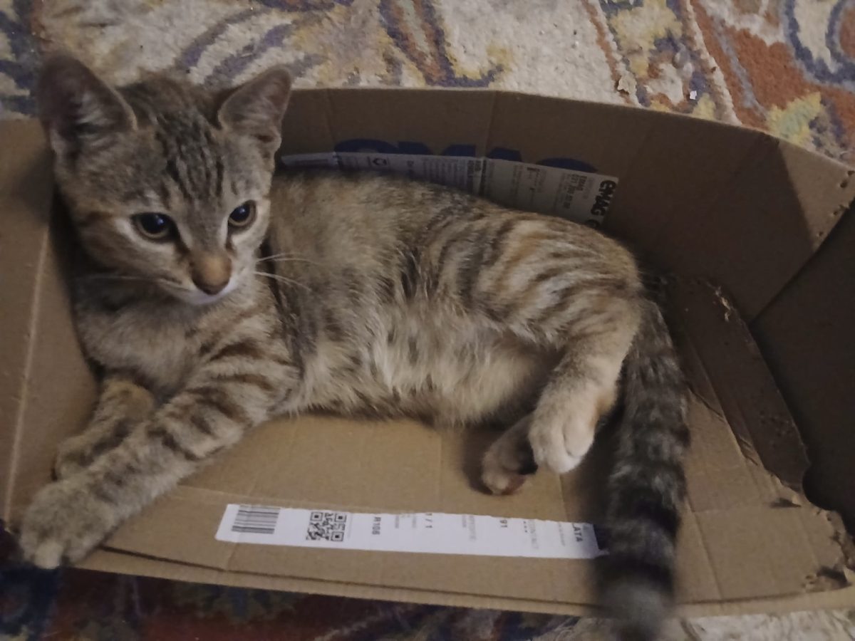 Două surioare,o singură dorință!Vor să aibă si ele cate o familie!🥰🥰🥰
