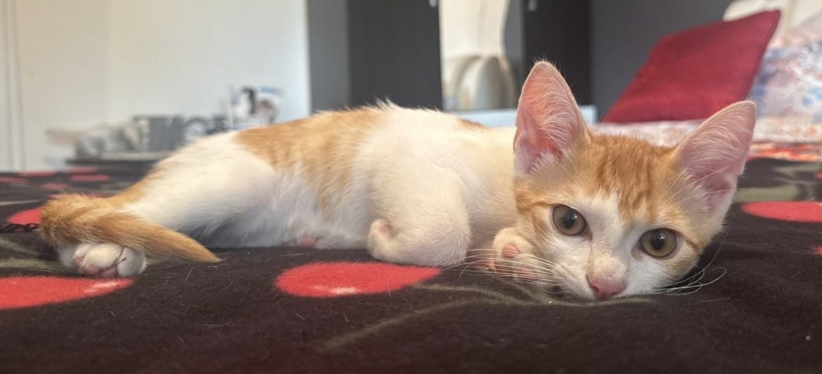 Pipo,o minune de motanel!💙💙💙