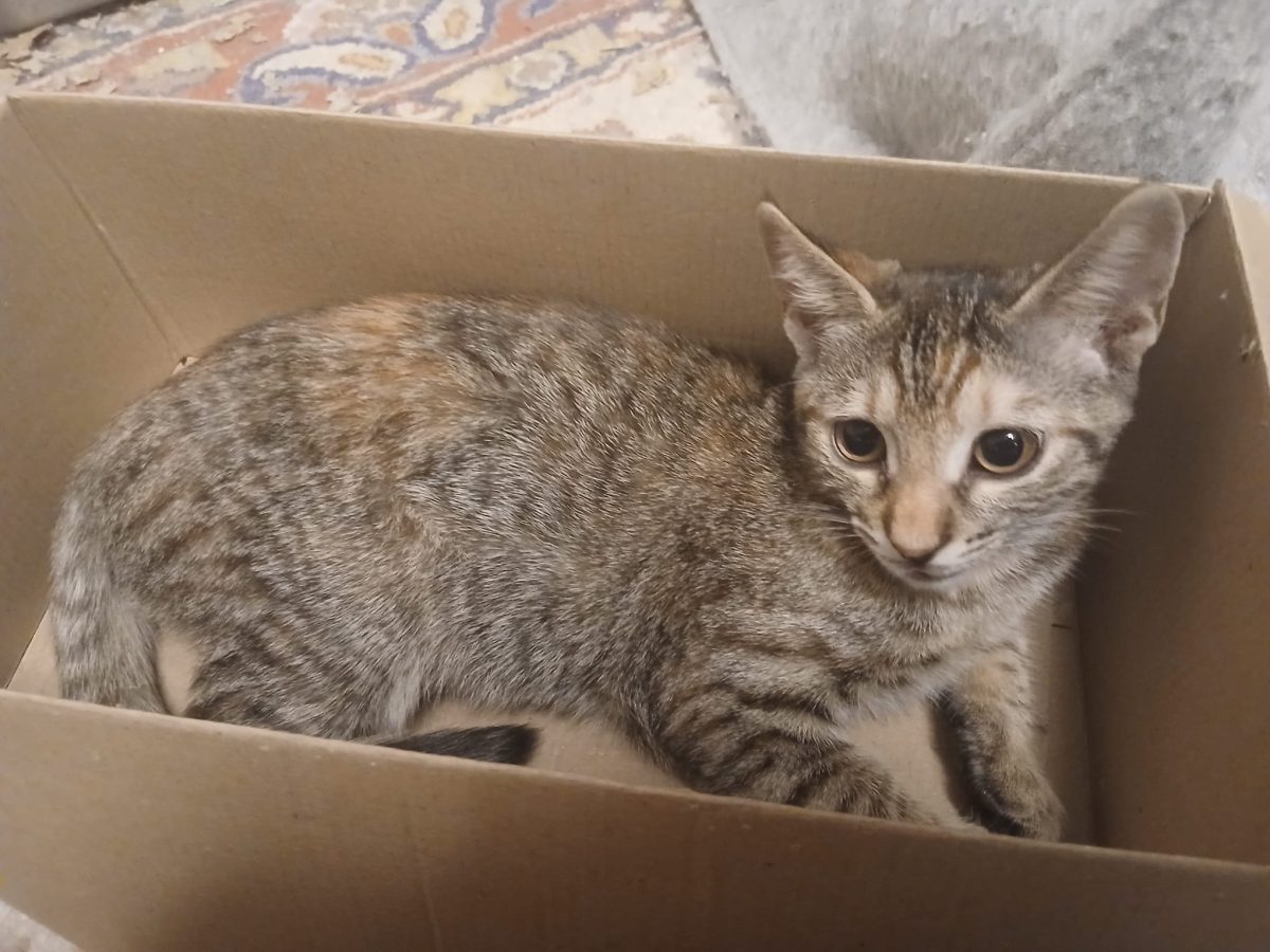 Mica si ochenata își caută o familie frumoasă!😻😻😻