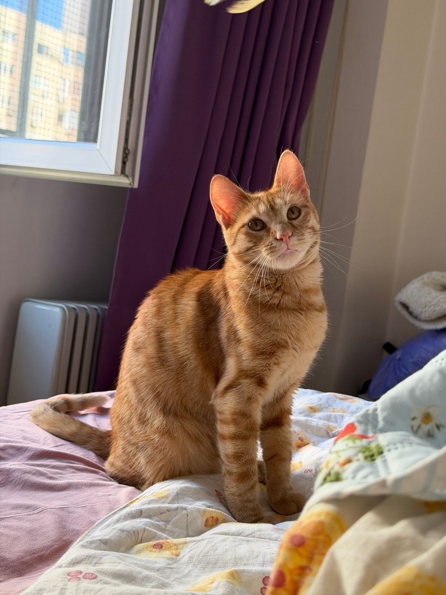 Si eu îmi doresc să fiu adoptată!🥰🥰🥰