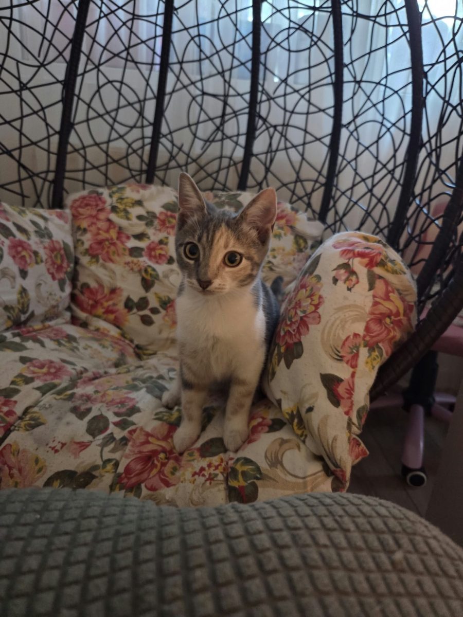O minunăție de pisicuță își caută o căsuță!😻😻😻