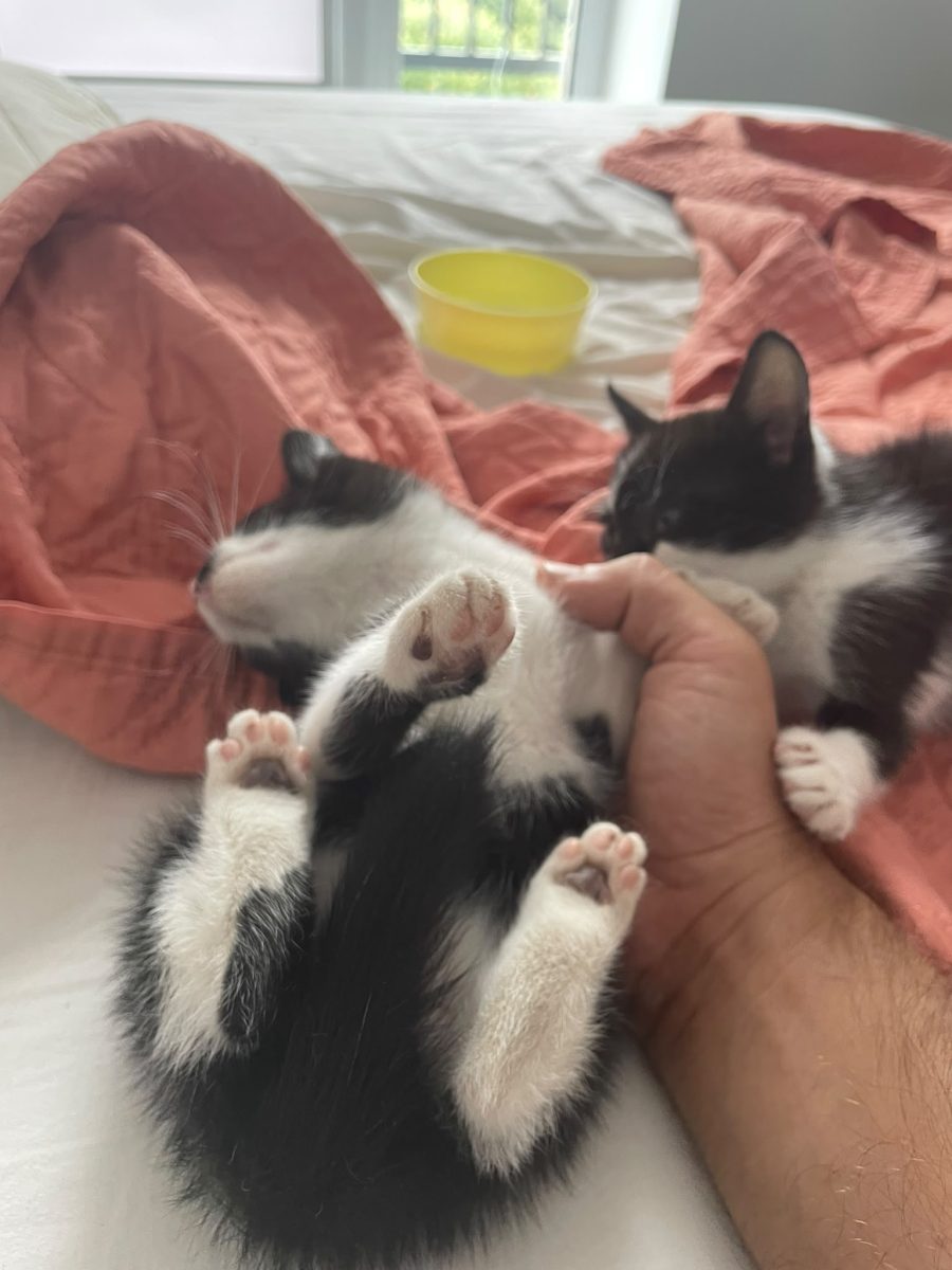 🐾 Căutăm un cămin pentru 2 pisoiași salvați 🐾