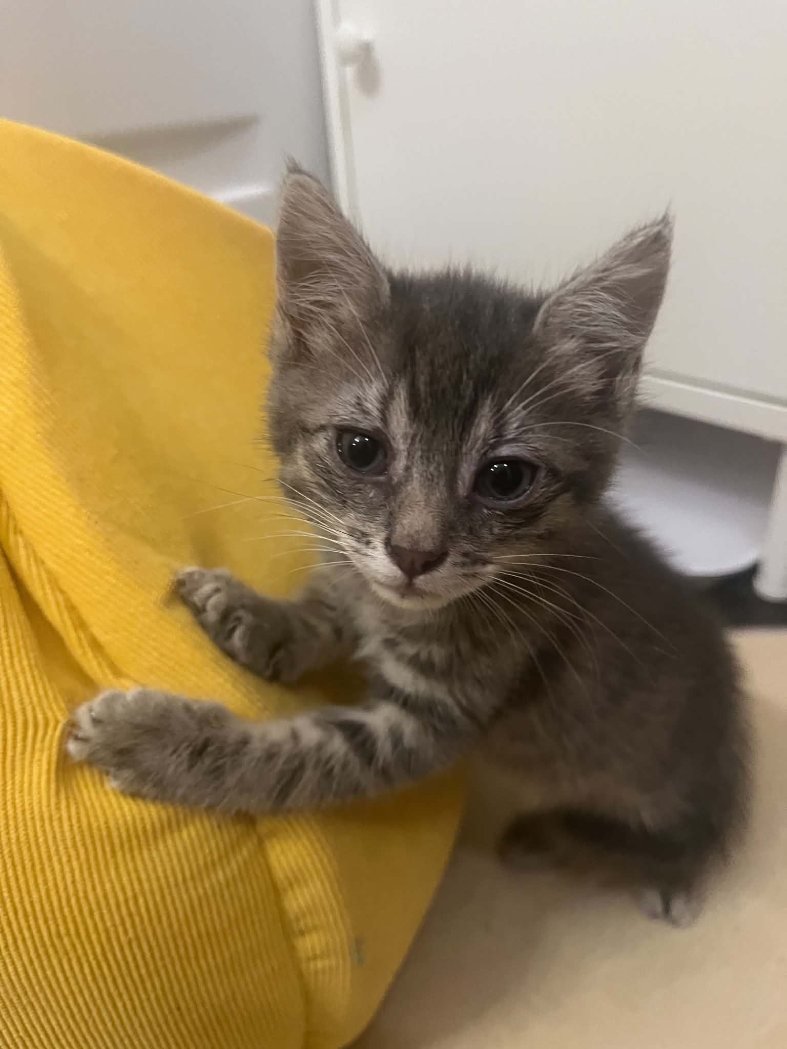 Pufi pentru adoptie