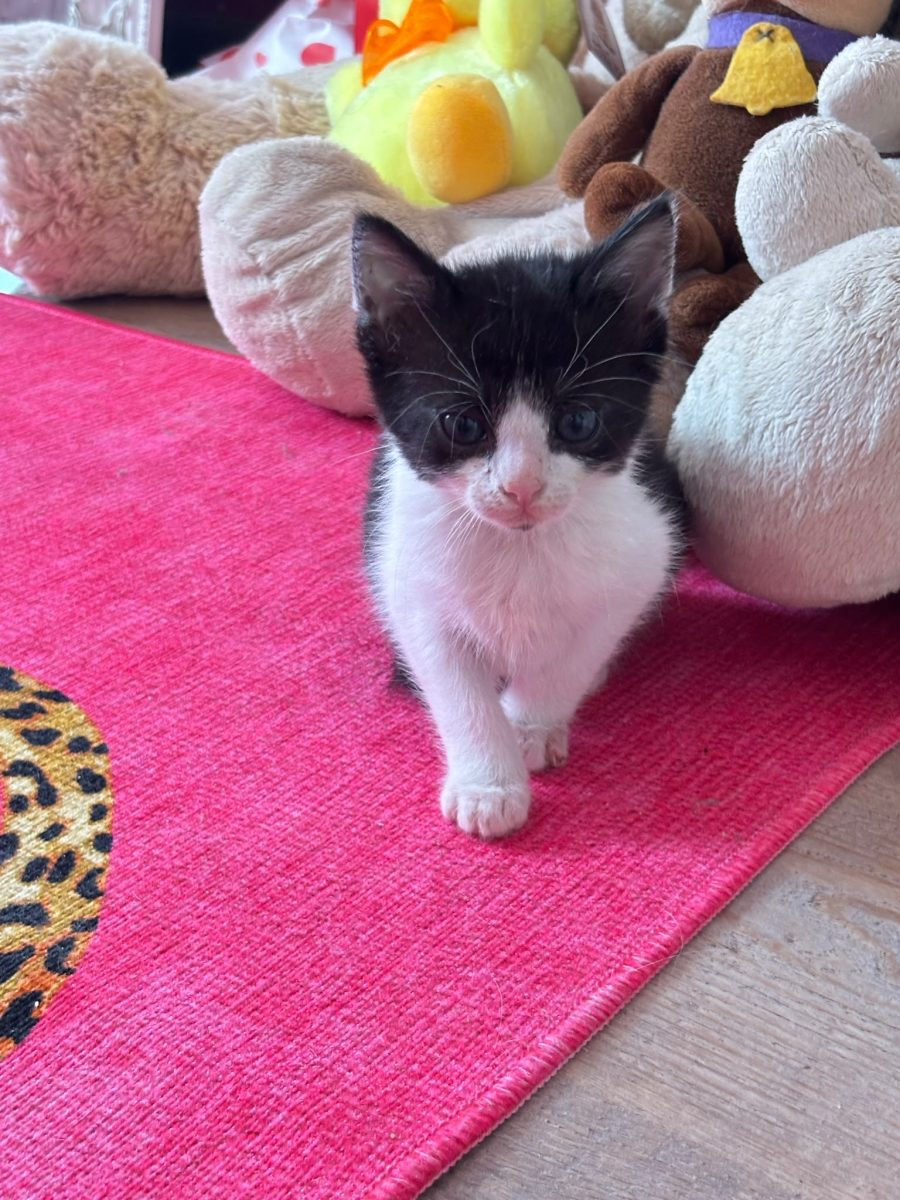 Adoptie pisica
