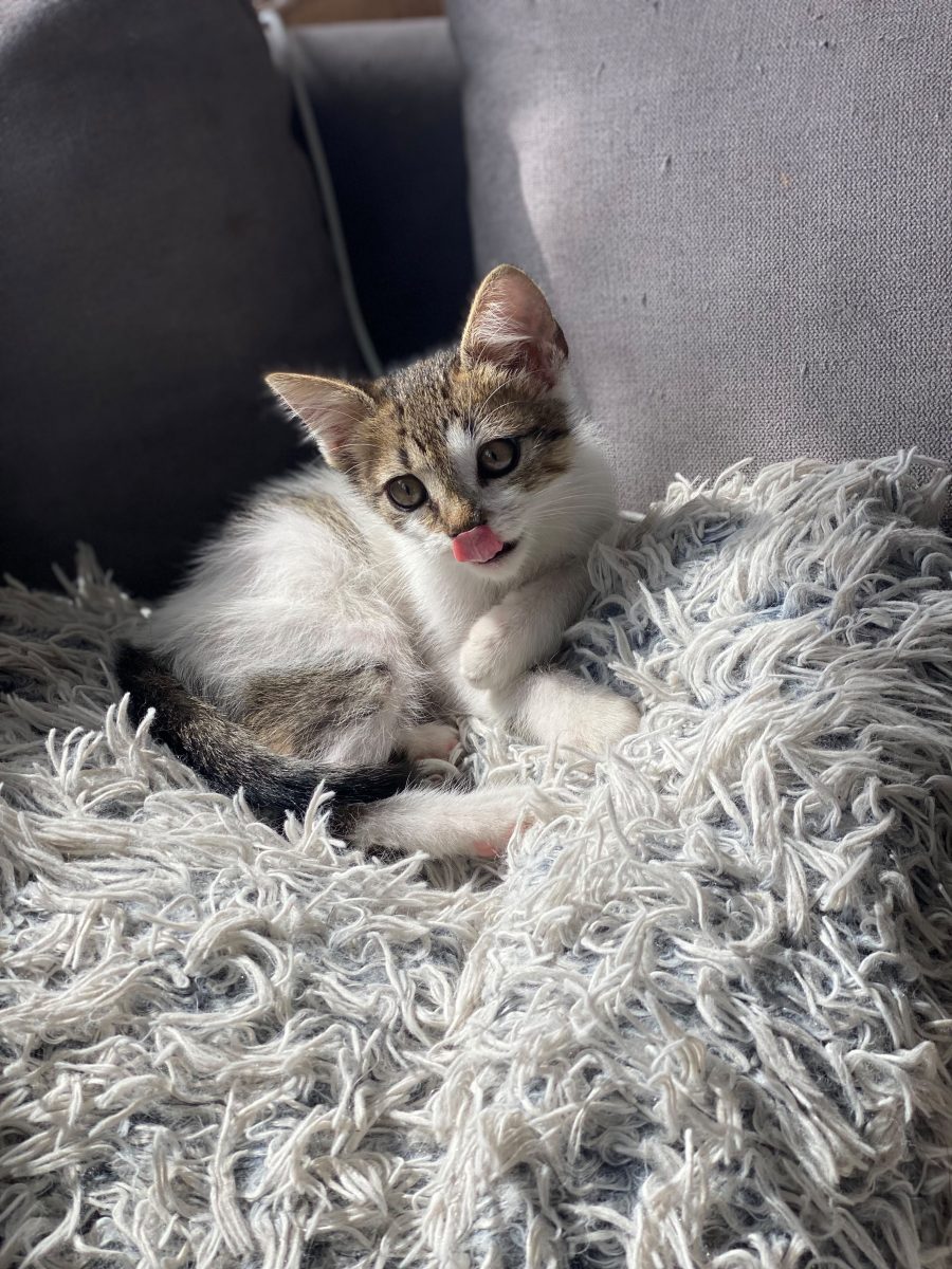 Cocolina (5,5 luni) vrea adoptie responsabila