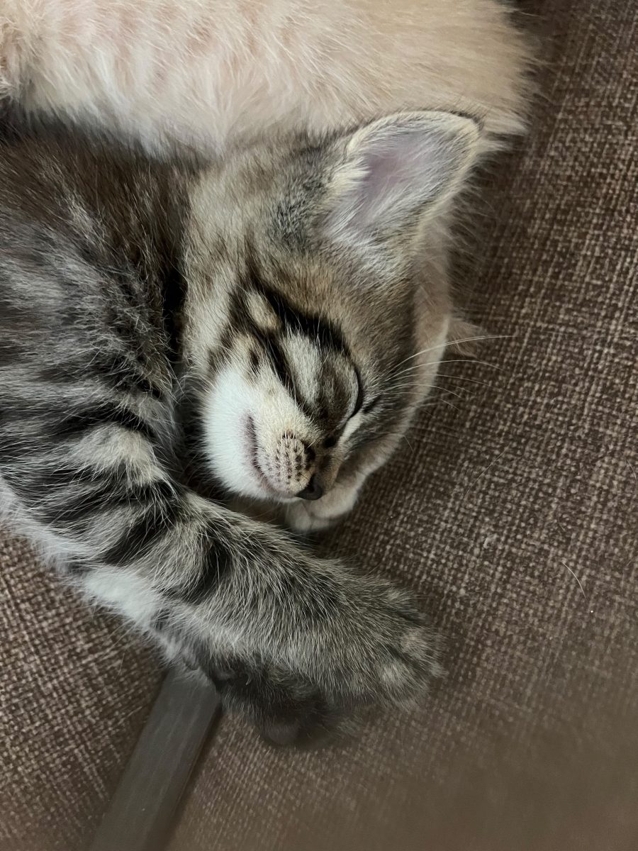 ADOPTII! – 2 pufoșeni (motani ) cauta o căsuță primitoare