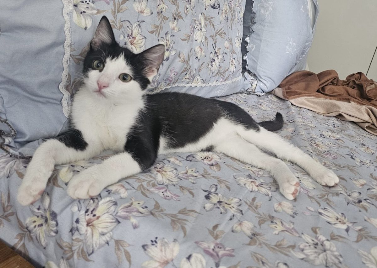 Avatar în miniatură își caută o familie!😻😻😻