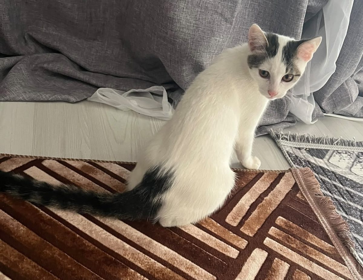 Privirea și frumusețea lui îți taie respirația!😻😻😻
