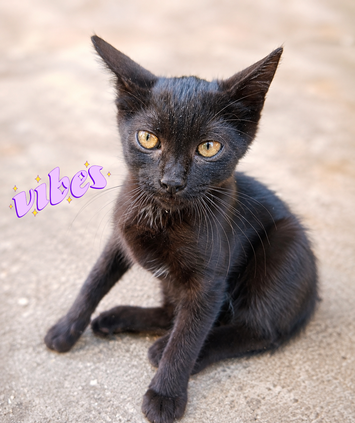 Adoptie pui de pisica neagra Felicity