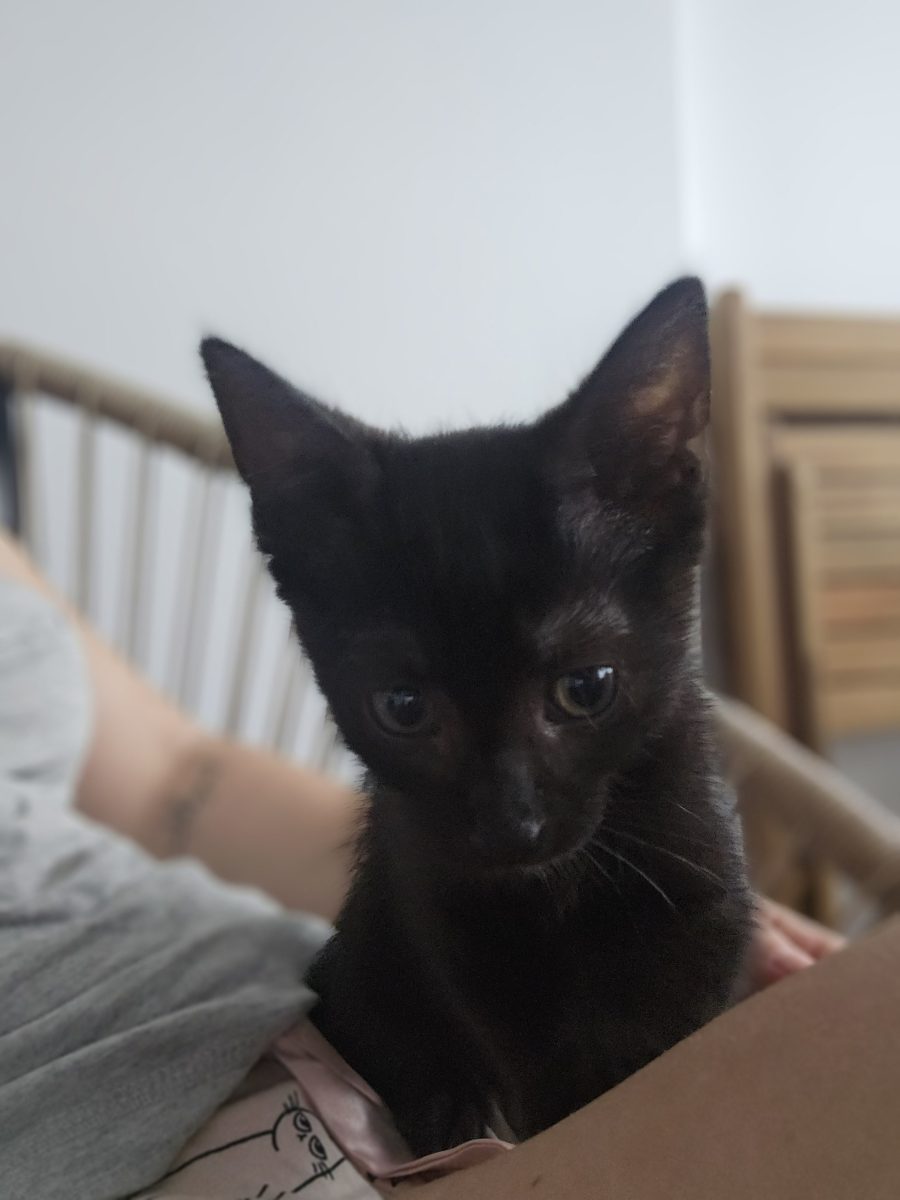 Motanel negru aprox 1 luna jumate
