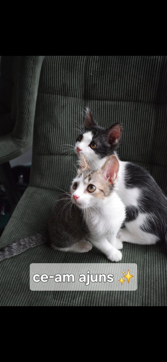 Pisici iubitori spre adoptie