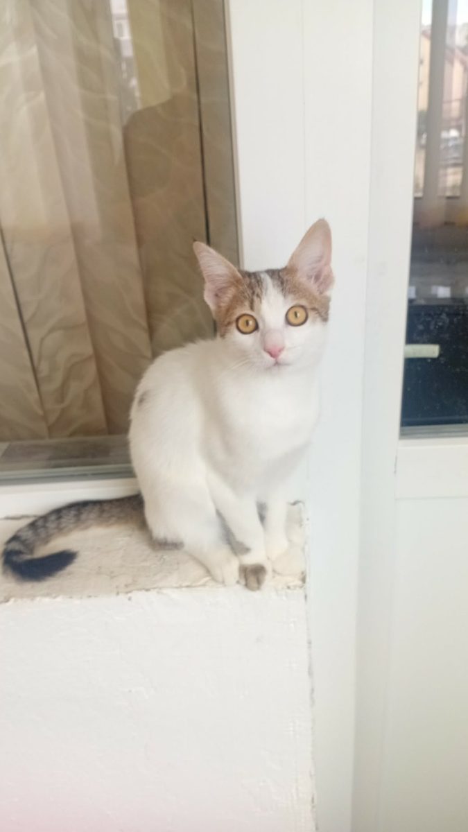Donez motănel de 4 luni spre adopție, are toate vizitele la veterinar făcute