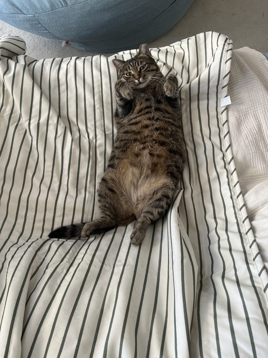 OFER SPRE ADOPȚIE: O pisicuță absolut minunată, educată și super iubitoare! 🐾❤️