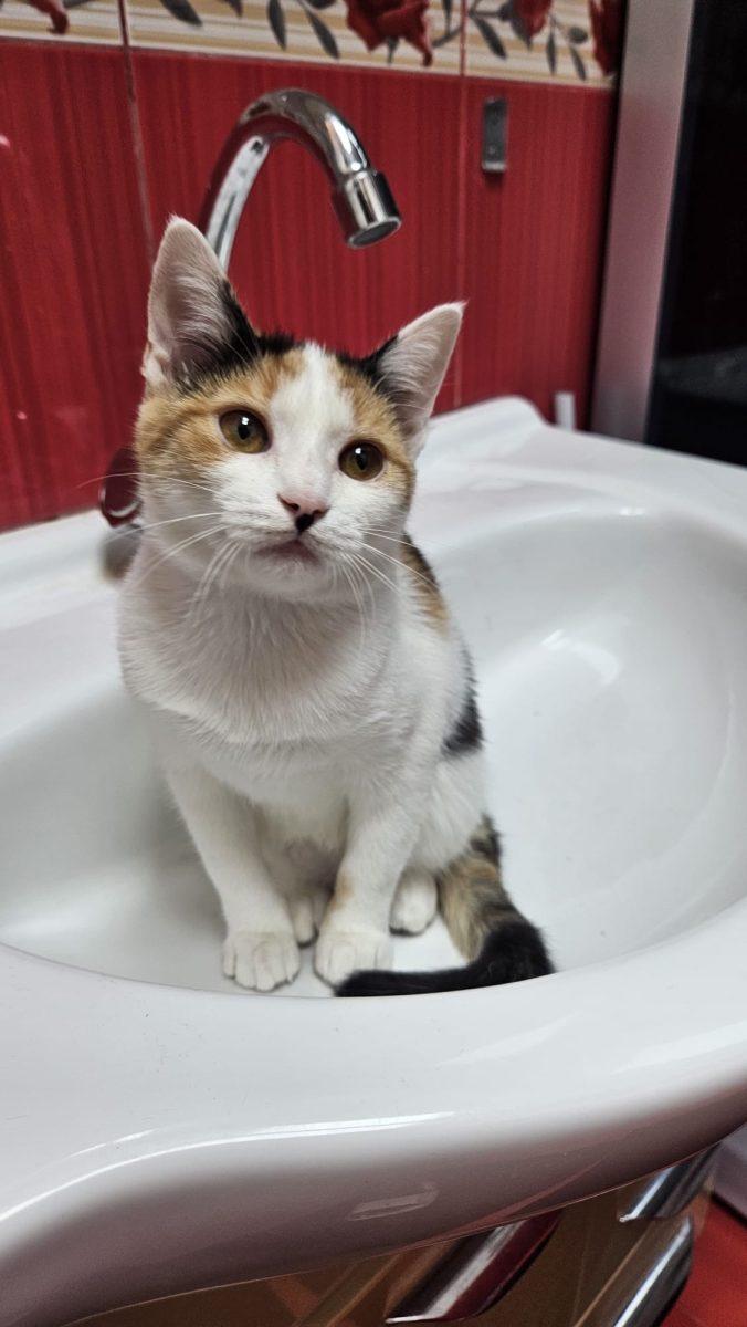 Te plictisești când ajungi acasă?Adopt-o pe Maffin și totul se va schimba!💖💖💖