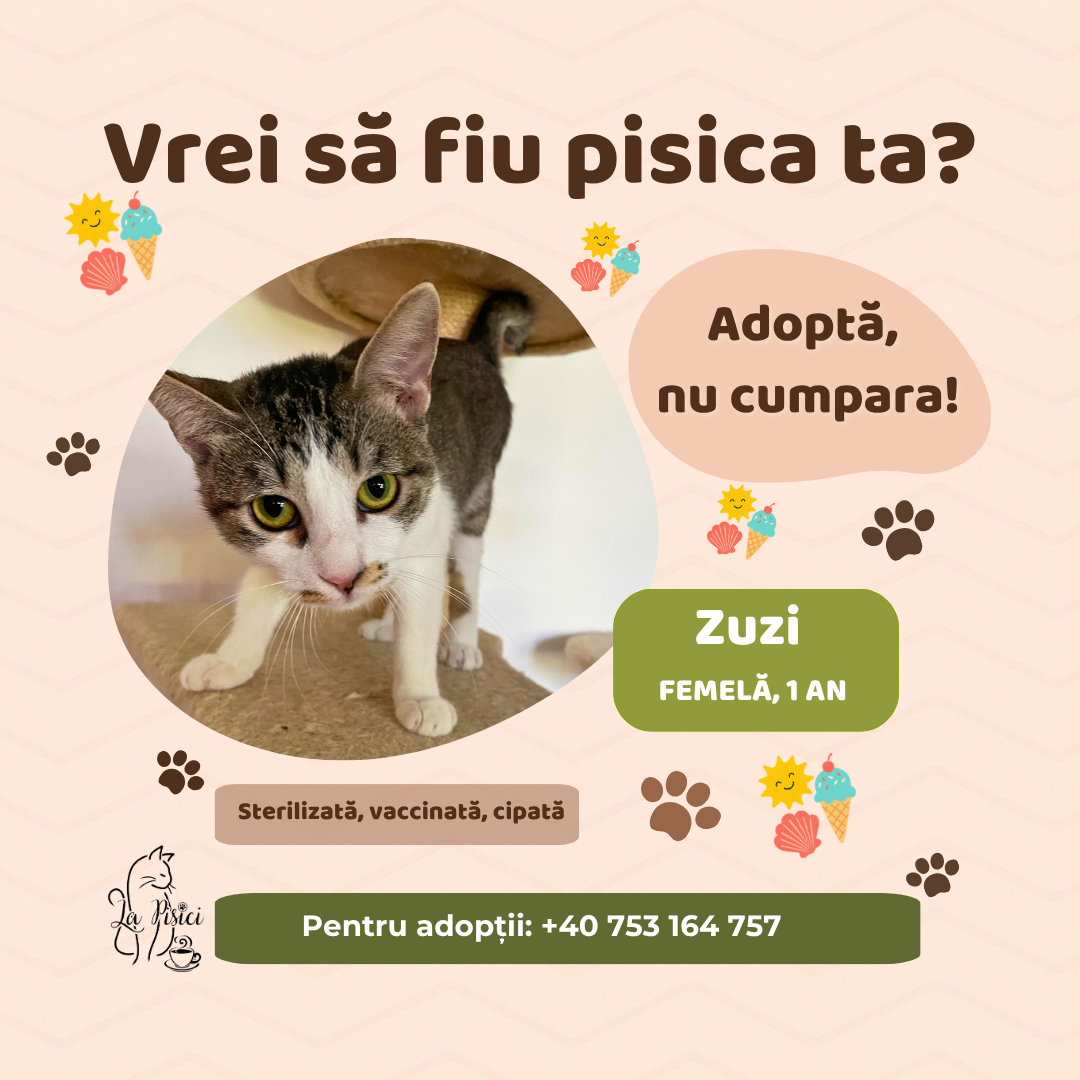 🐾 ZUZI caută o familie pentru totdeauna 🐾