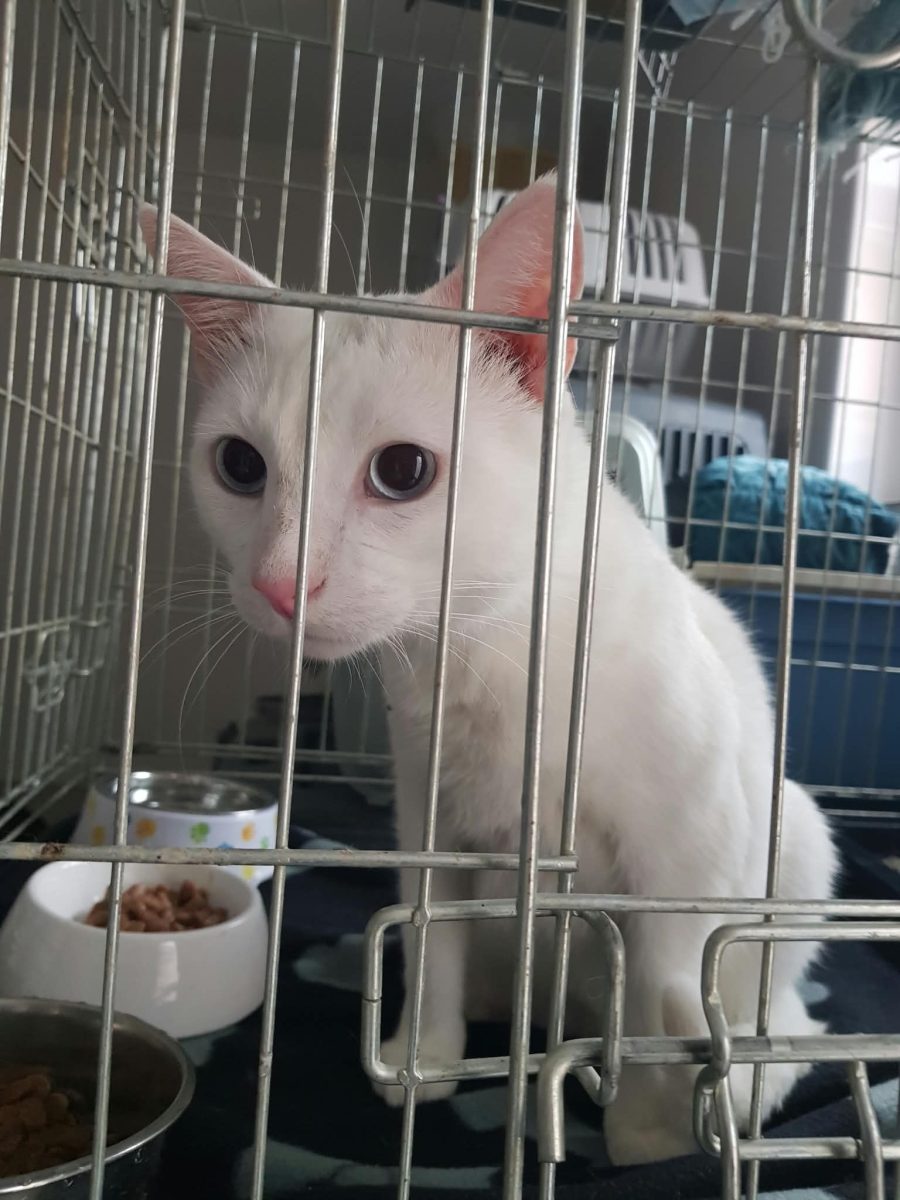 Ofer spre adoptie o pisica alba, superba, cu ochii albastri, Pitesti