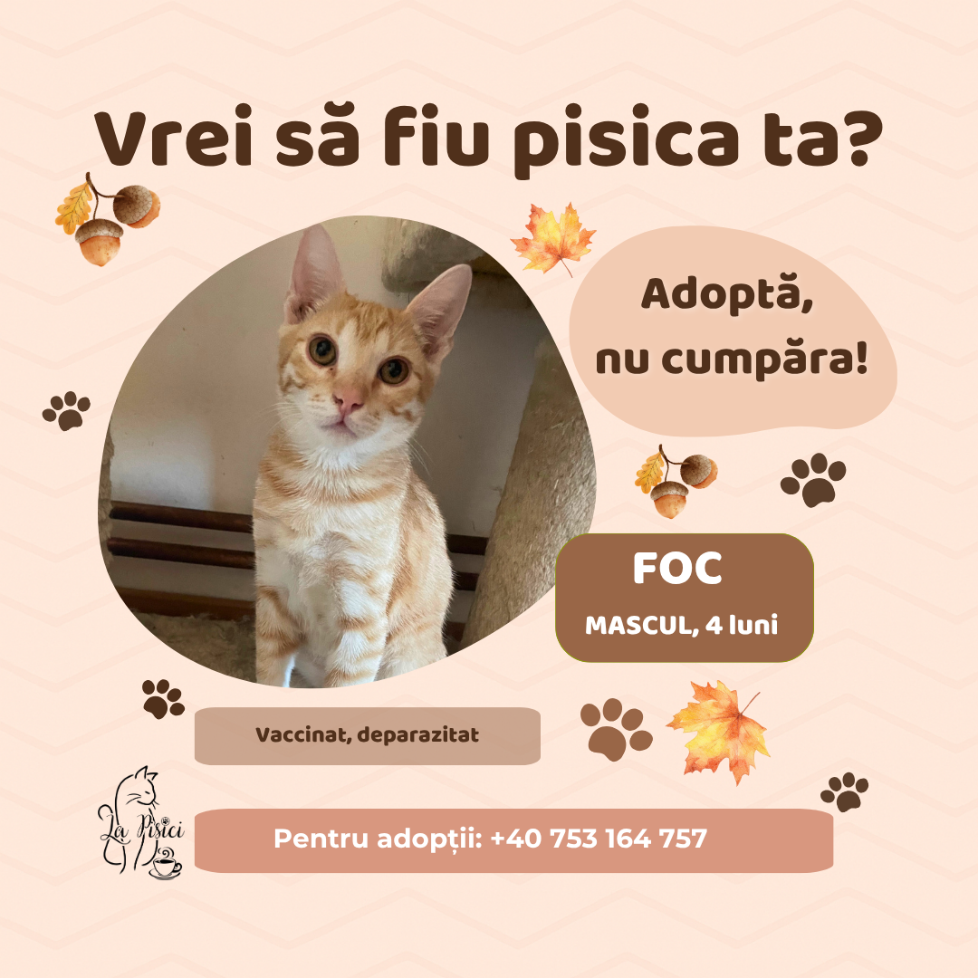 🐾 FOC caută o familie pentru totdeauna 🐾