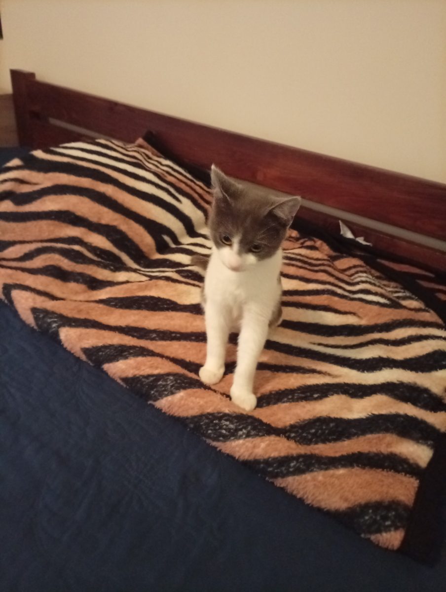 Motan pentru adoptie