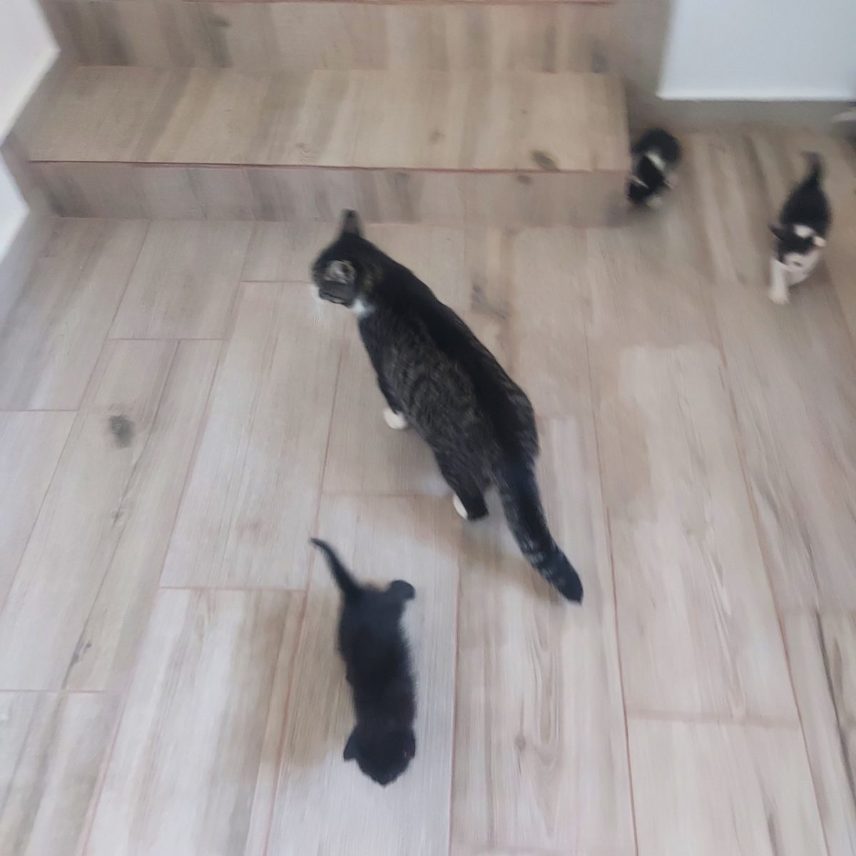 mama și pui