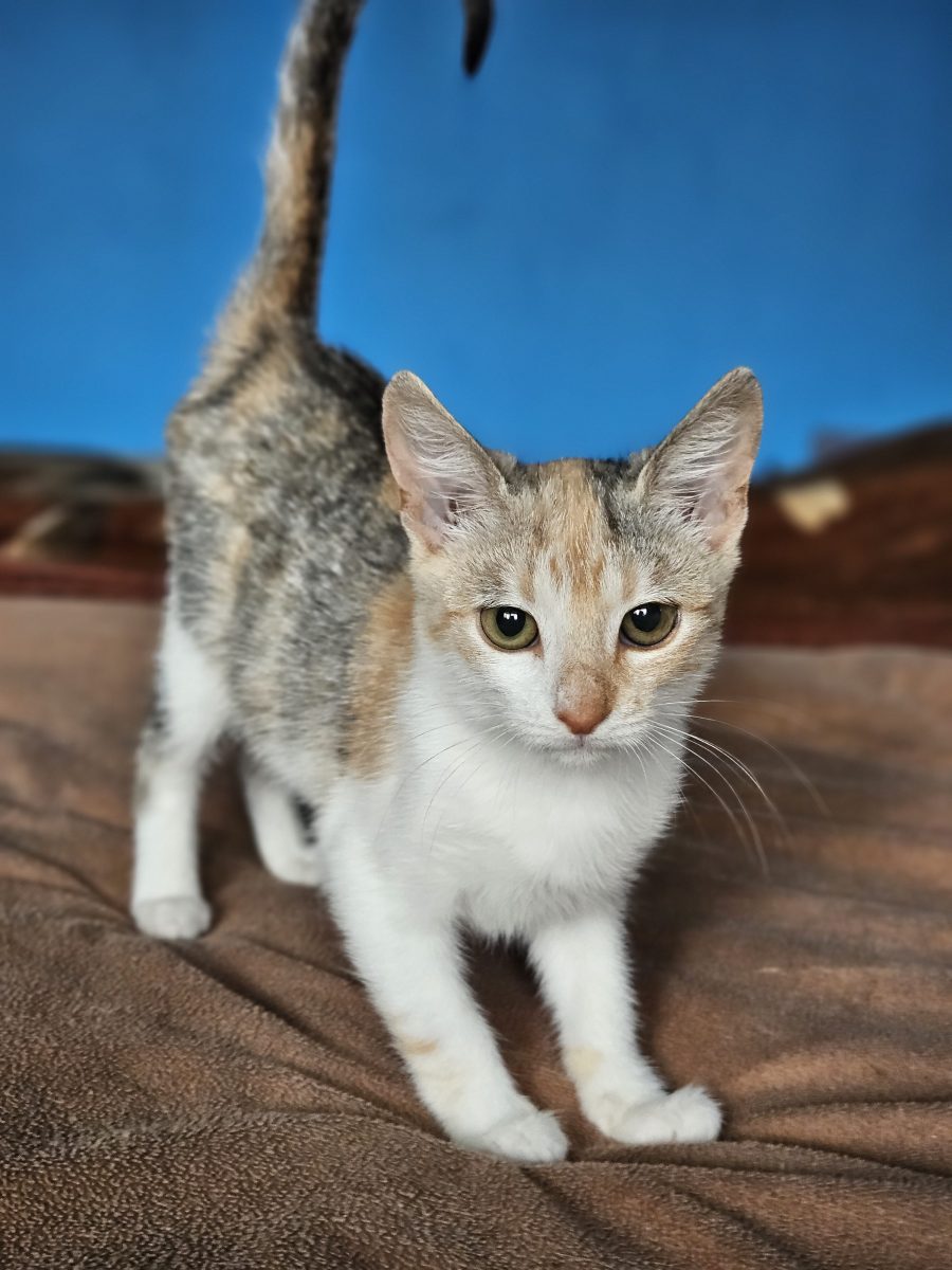 Kali, Simba si Vampi vor sa ajunga acasa