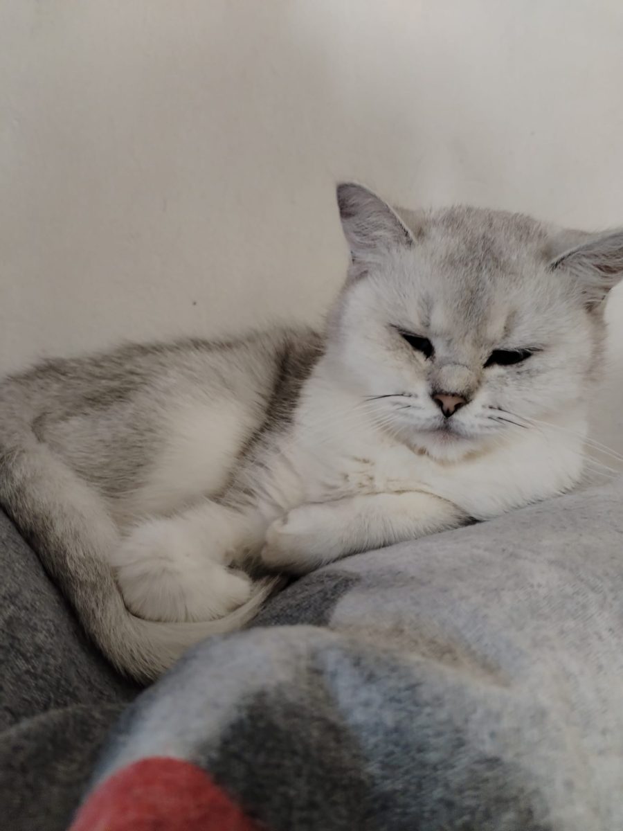 Spre adopție gratuit