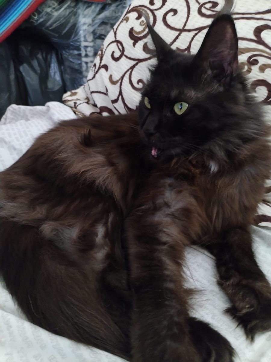 Donez gratis Maine Coon 2 ani