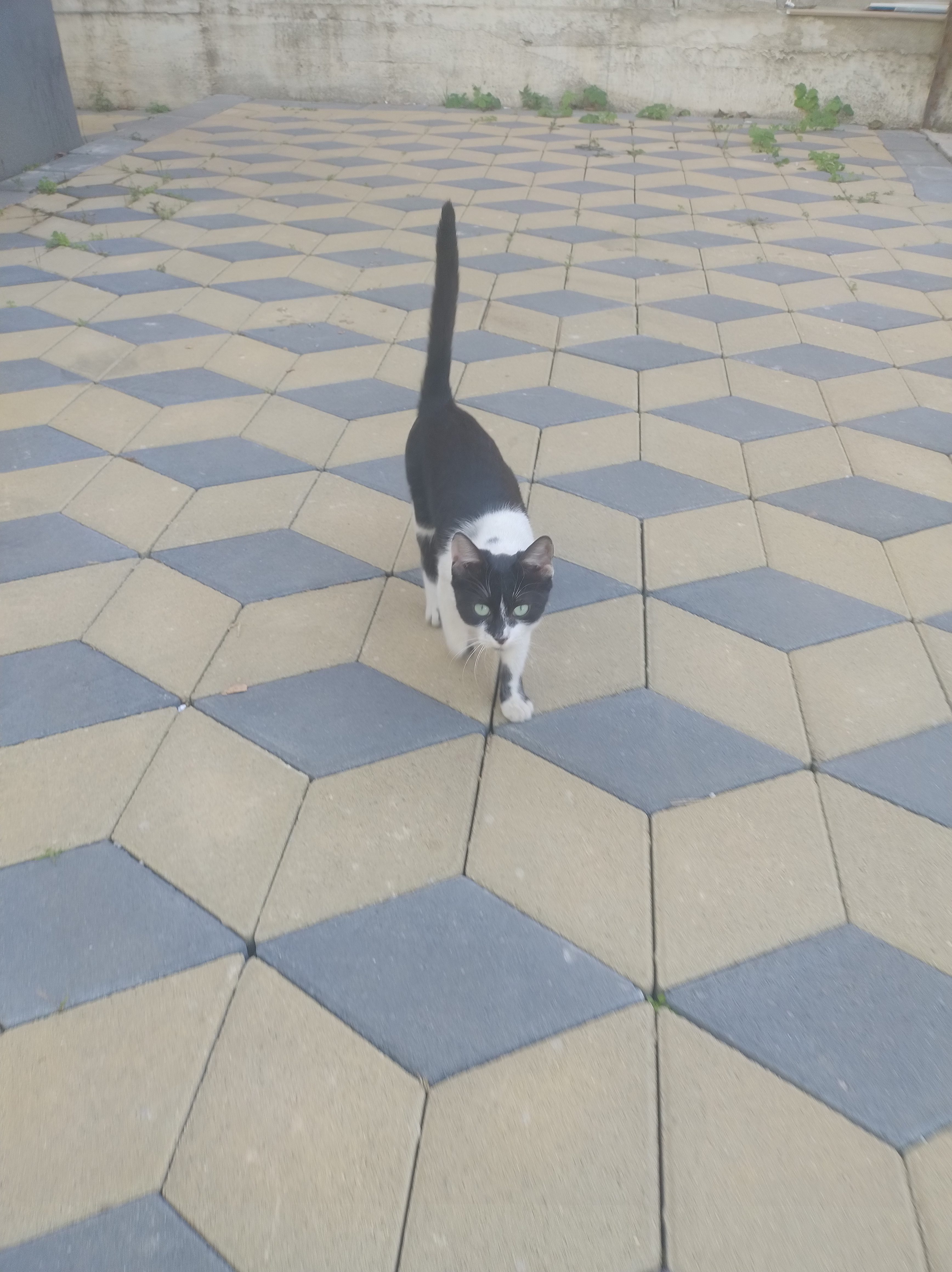 Fetita abandonata, 8 luni