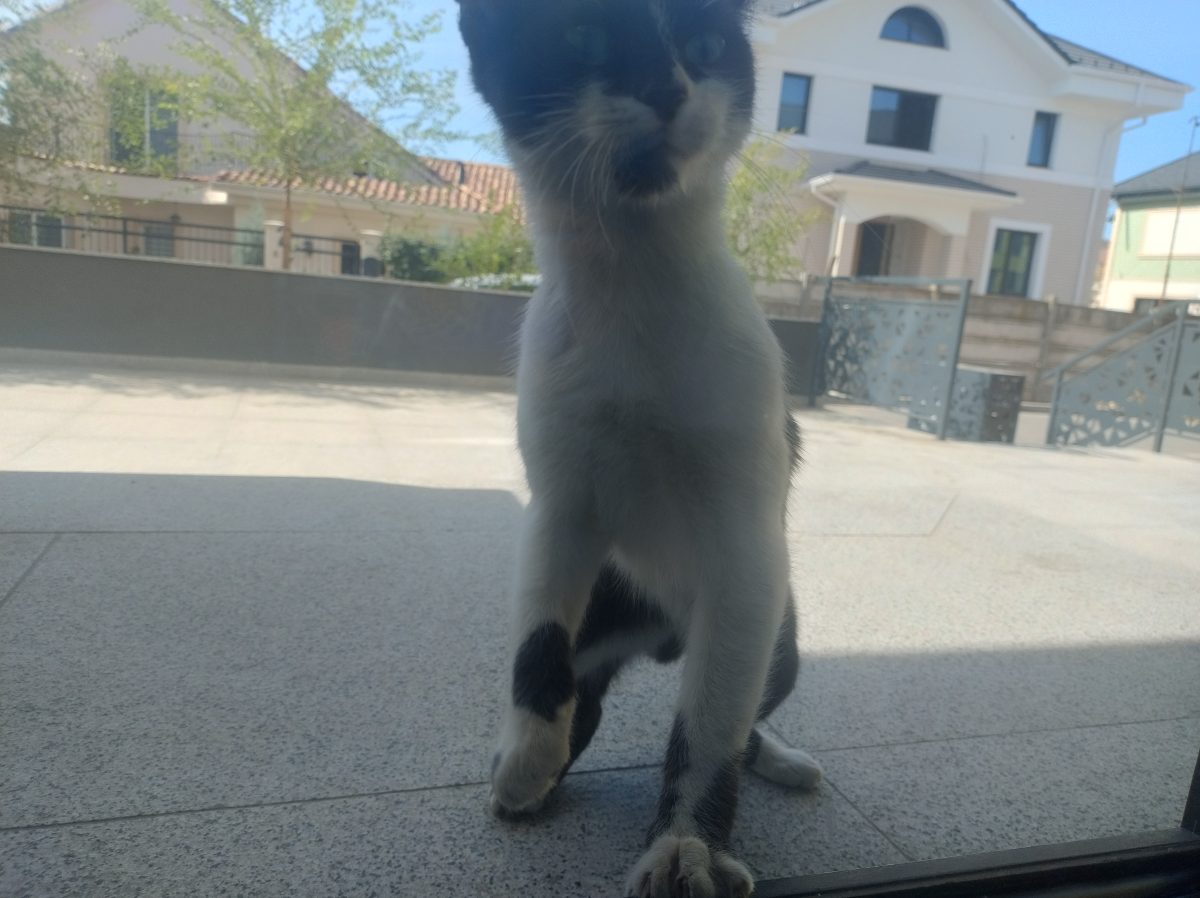 Fetita abandonata, 8 luni