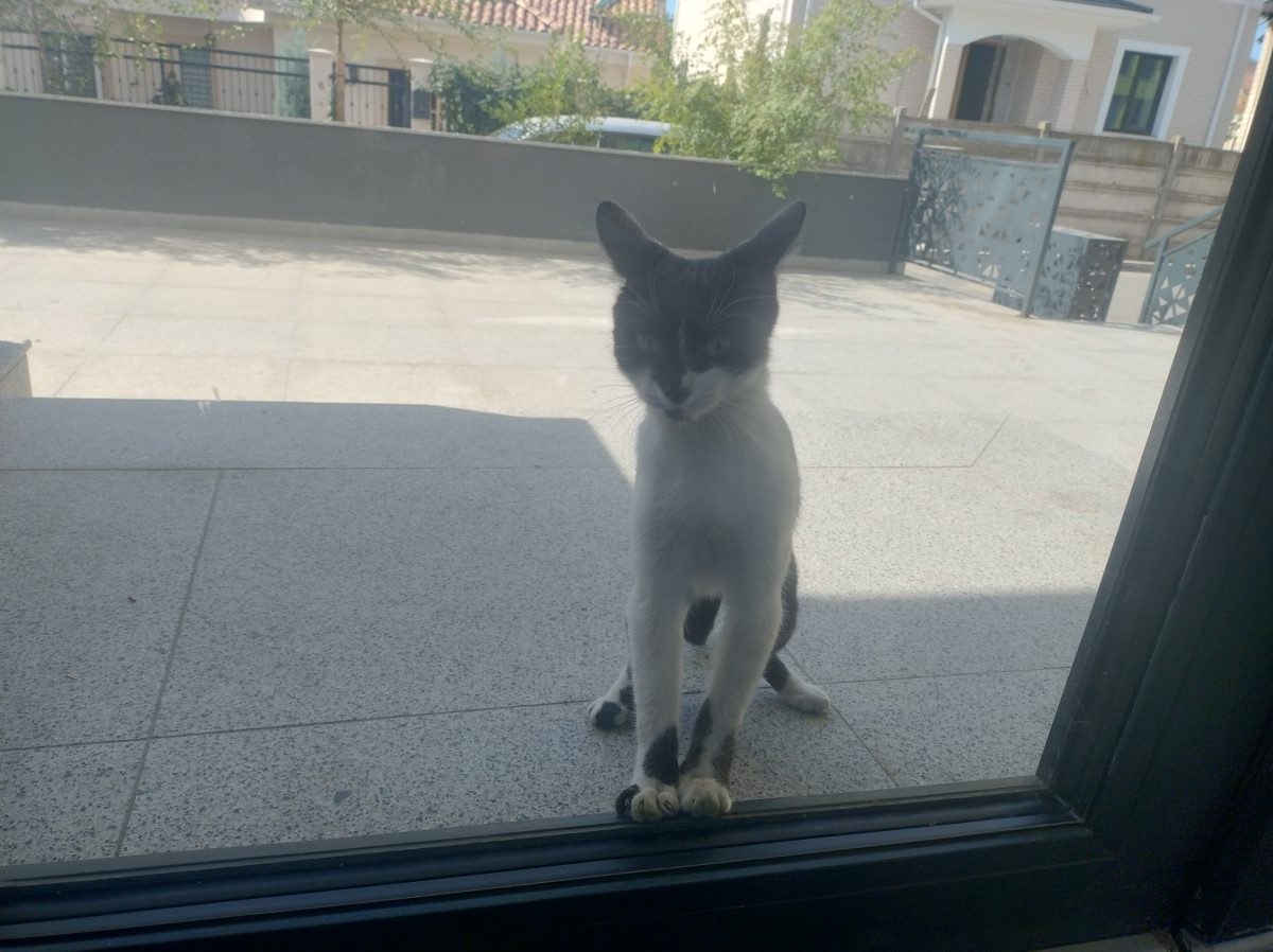 Fetita abandonata, 8 luni