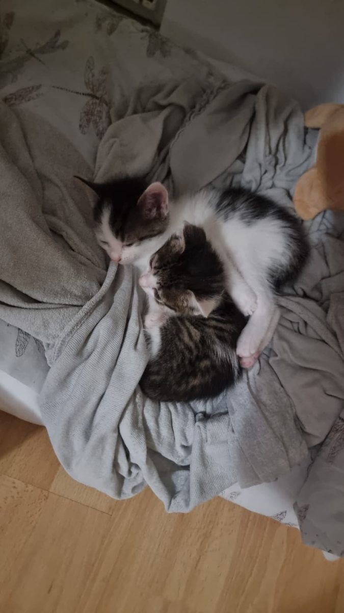 2 pisoiași și o mămică