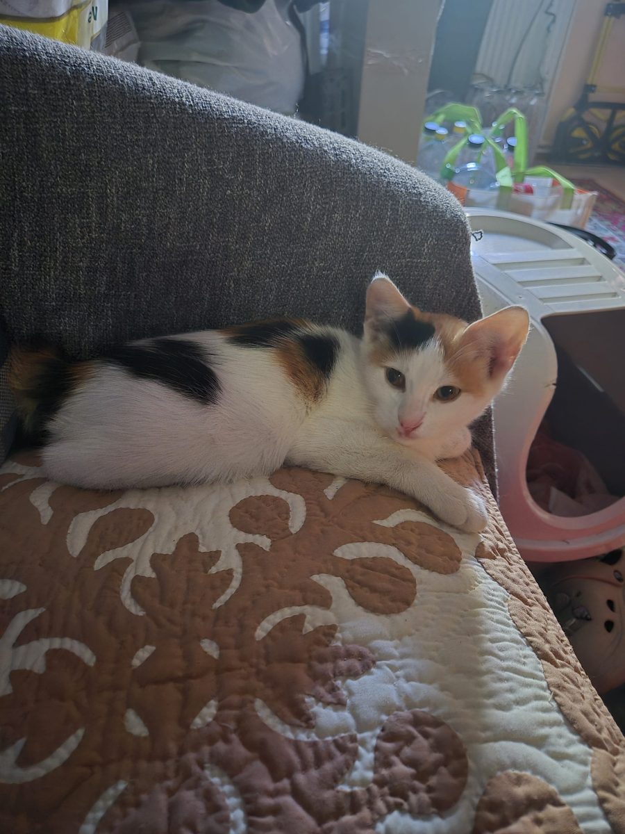 Pisicuță spre adopție