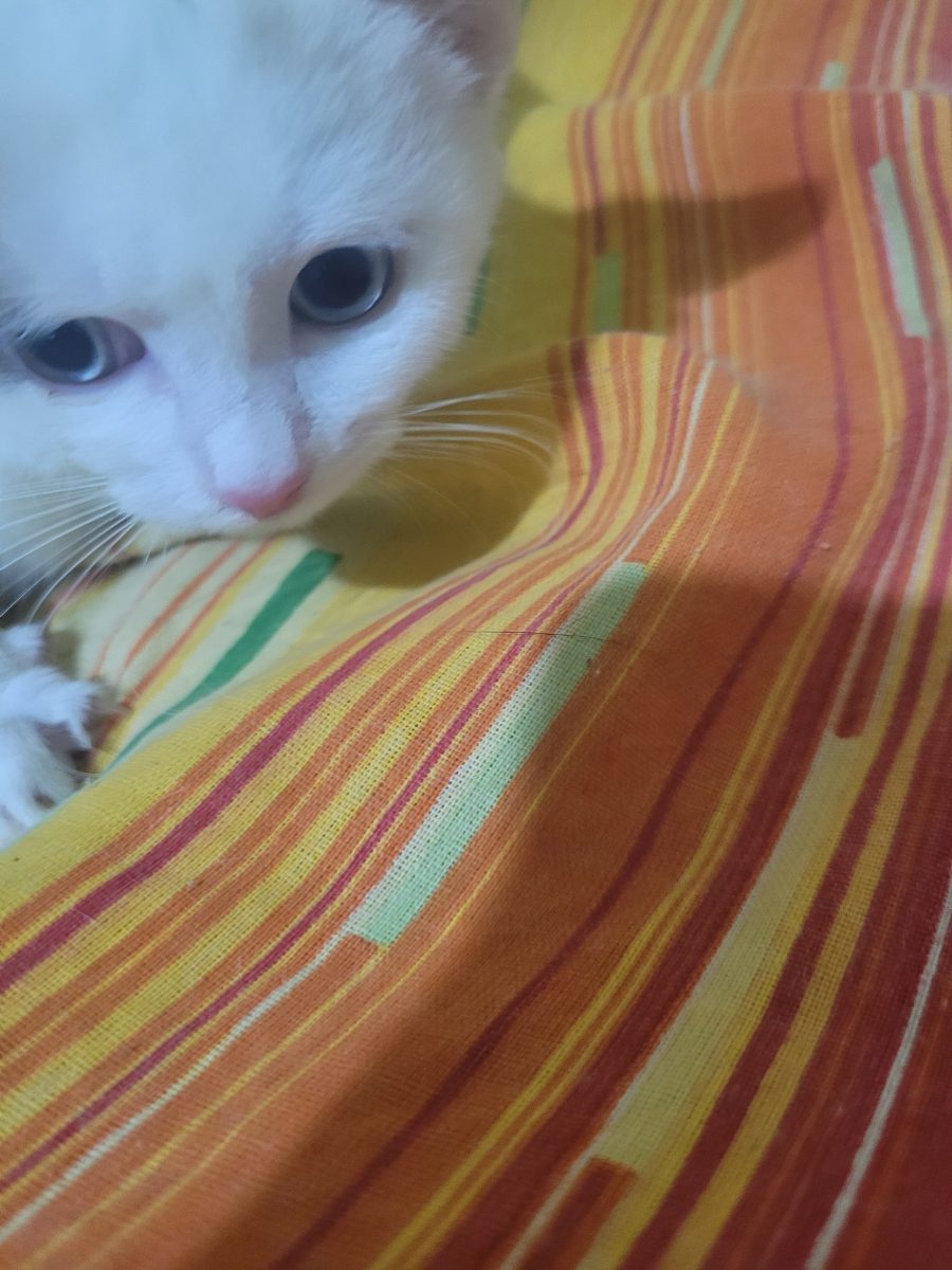 Bucuresti,pisicuta 2 luni jumate pentru adoptie