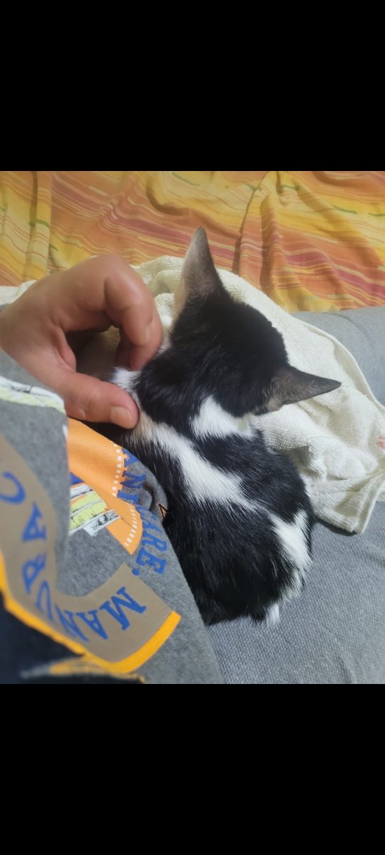 Bucuresti, pisicuta  pentru adoptie,2 luni jumatate
