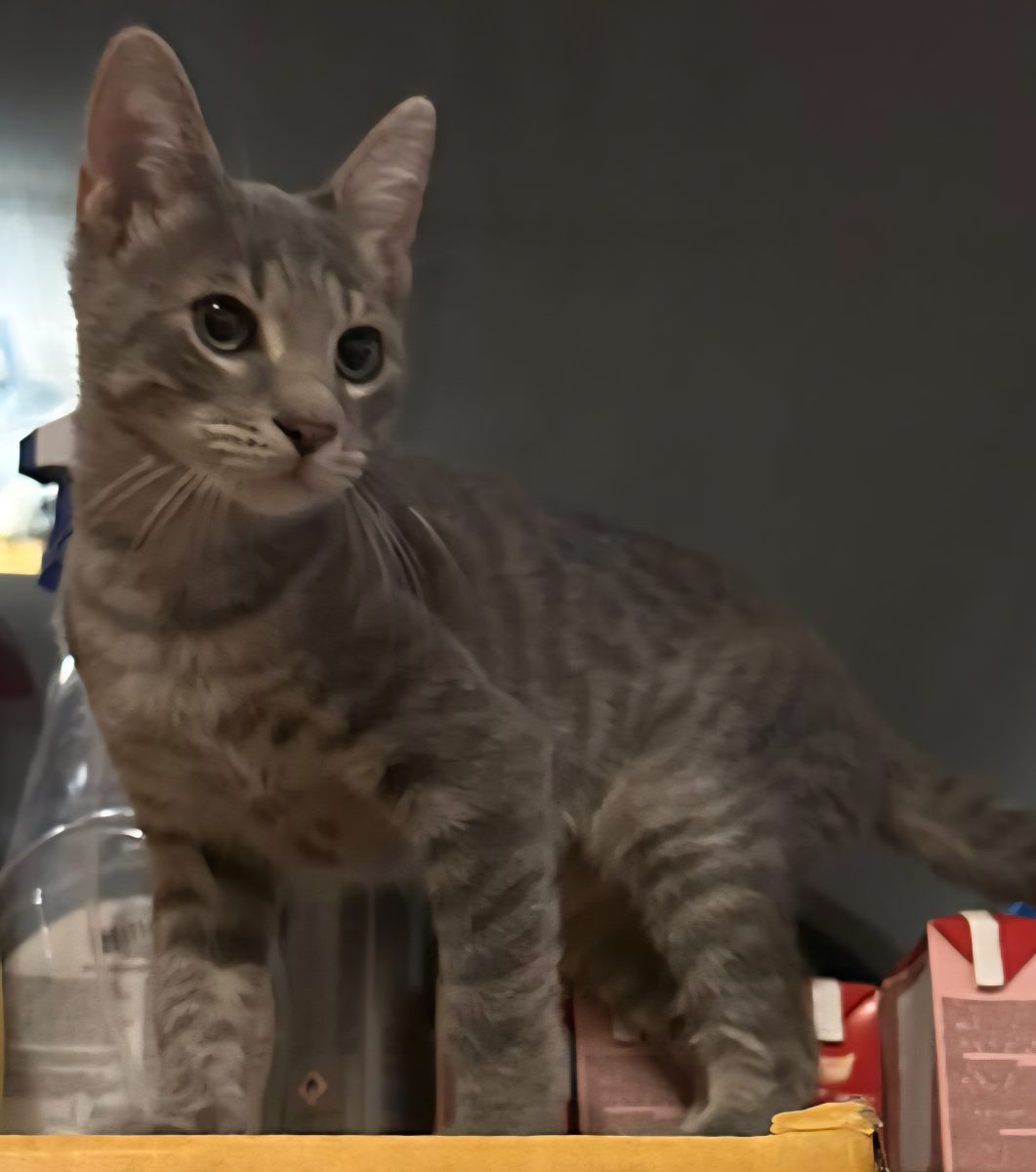 🐾 A doua șansă pentru un suflețel încercat🐾