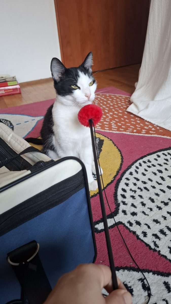 Adoptie urgenta pisicuta
