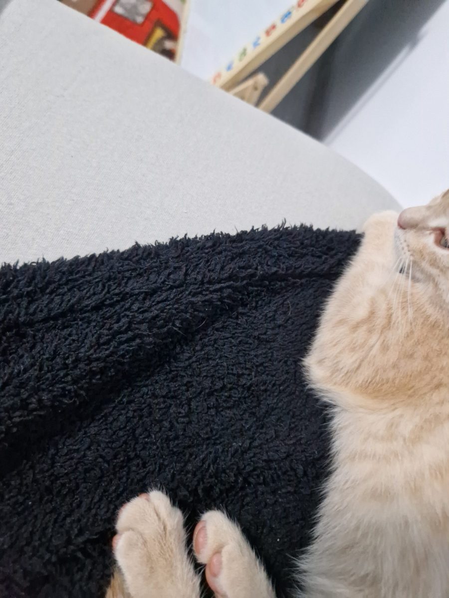Spre adopție pui de pisică. Doi masculi si o femela !