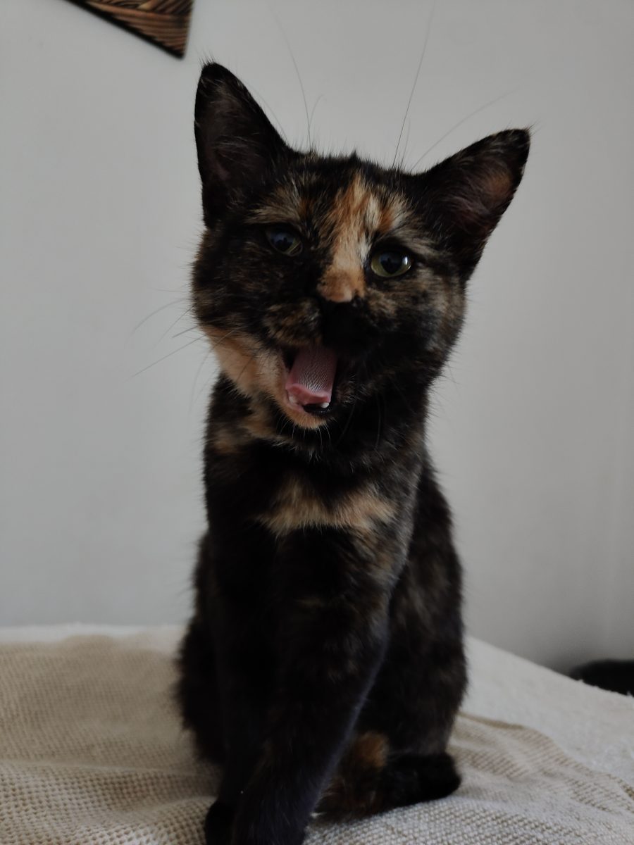 Tortie drăgălașă