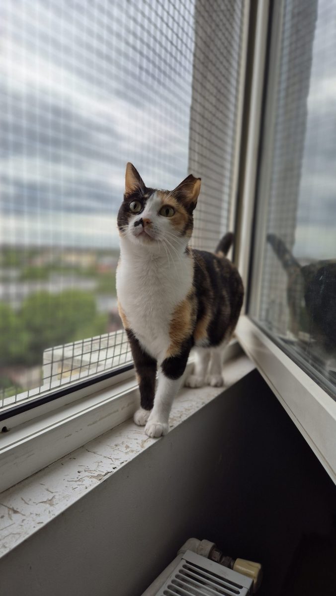 Fiona pisica frumoasa