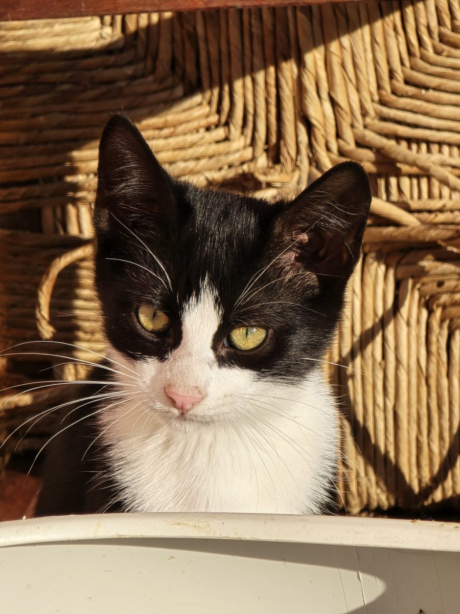 Adopție 2 motănei, 3 luni (Bănești, Prahova)
