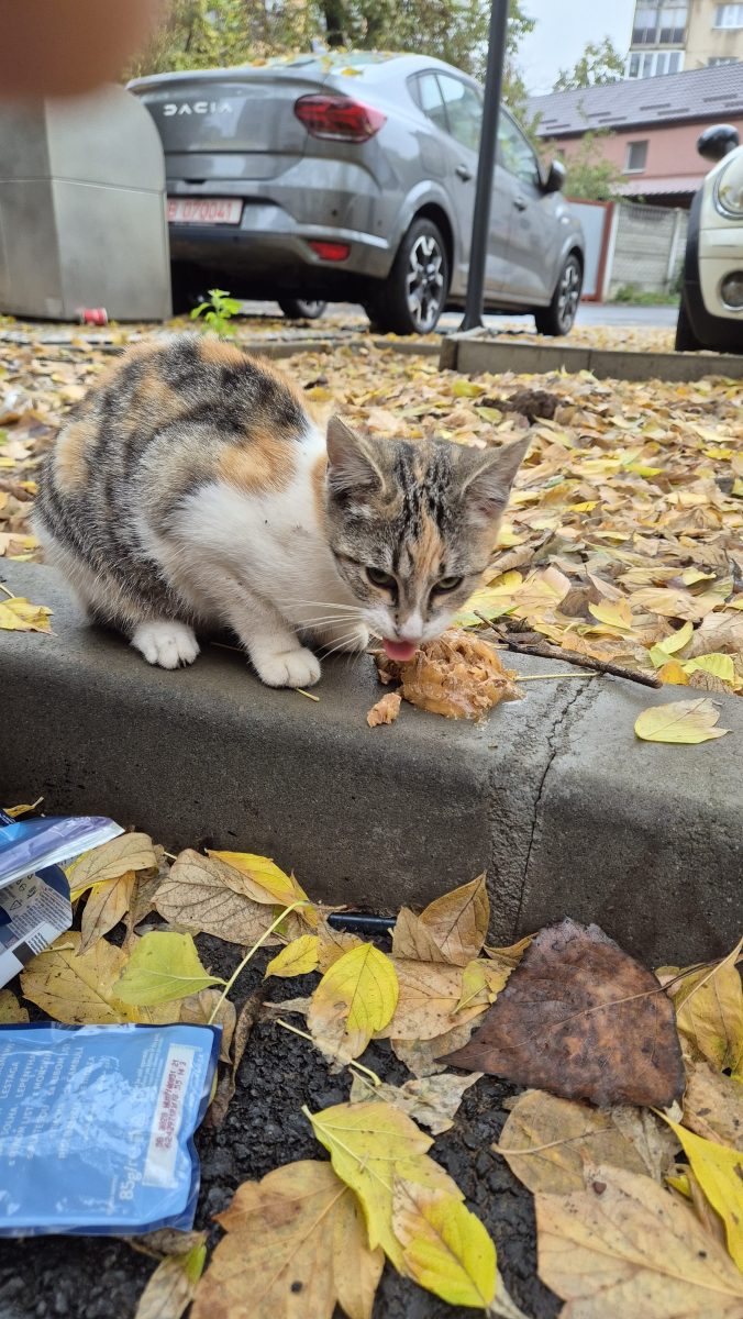 Pui calico pt adoptie