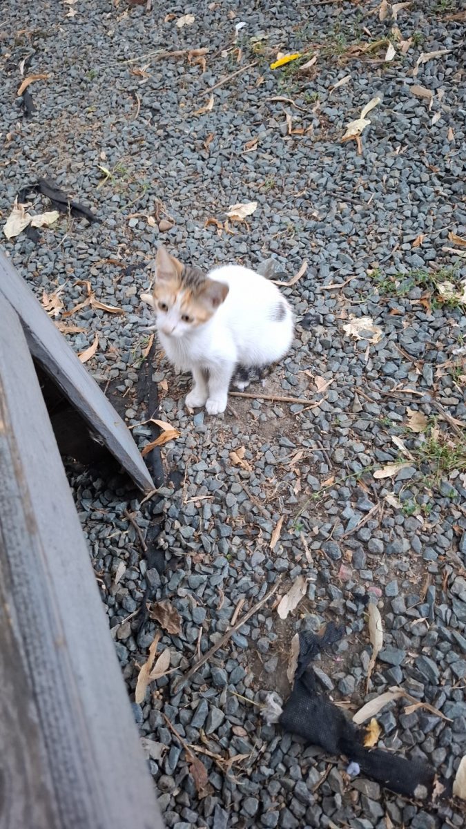 Motan spre adopție! Urgent!