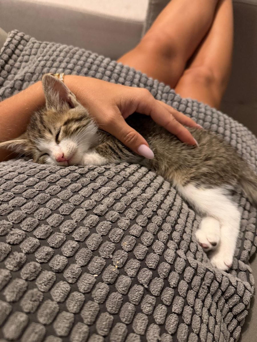 Adoptie urgenta pui tigrat