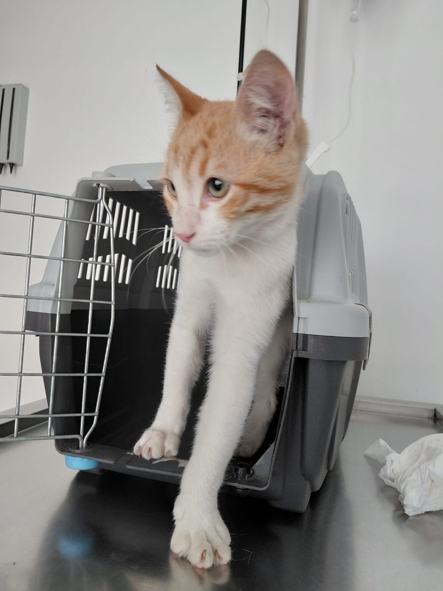 Gizmo