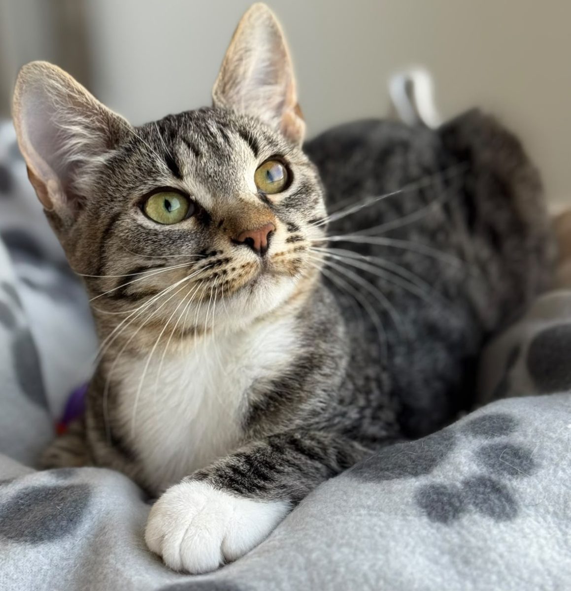 Mia