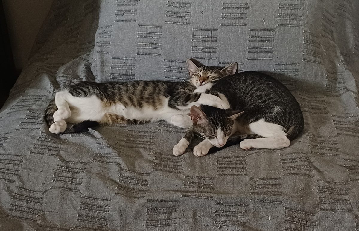 PISICI SPRE ADOPTIE